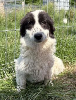 Enno - freundlich und lernwilig - Westerholt