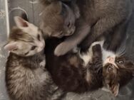 Süße BKH Kitten - Brühl (Nordrhein-Westfalen)
