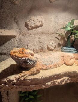 Orange Bartagame inklusive Terrarium abzugeben - Zepelin