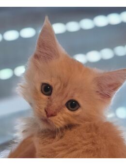 Maine Coon Kitten - Türkheim