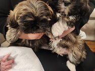 Shih-Tzu Mix Welpen - Ludwigslust