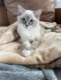 Ragdoll / Heilige Birma kitten - Breitungen (Werra)