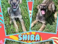 Kleine Shira in Not! - Nürnberg