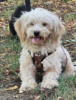 Ramin ist ein junger, neugieriger Hund - Schafflund