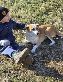 Sanfte DARCY sucht ihre Menschen ♥️ - München