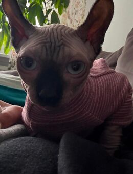 Zwei liebevolle Sphynx-Mädchen suchen gemeinsam ein neues Zuhause - Alt Schwerin