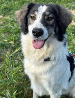 Daisy sucht ihr für immer Zuhause! - Krefeld