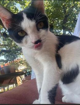 💖 Liebe Miezekatze Melly 💖 - Eislingen (Fils)