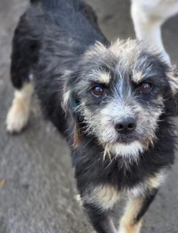 Mircea, Mihai und Mike ( I ) - Ludwigshafen (Rhein)