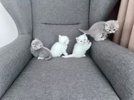 BKH Kitten - Göppingen