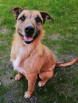 Simba seine Vermittlung ist dringend!! - Laatzen