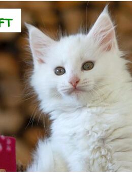 Wunderschöne reinrassige Maine-Coon-Katzen aus seriöser Zucht - Sankt Ingbert