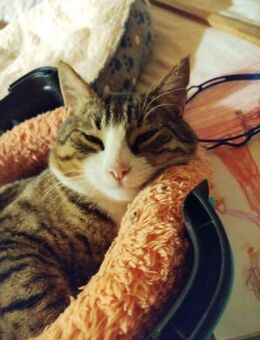 Taras aus dem Tierschutz - Grevenbroich