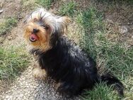 Yorkshire-Terrier-Mischling Welpen - Weidenberg