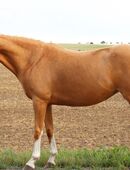Reitponystute , Palomino , 9 Jährig , 140 cm in 06456