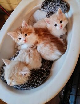 Norwegische Waldkatzen Kitten - Wrohm