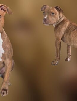 American Bully - Wasserlosen