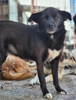 Arme KARA sucht liebevolle Familie - Neuberg