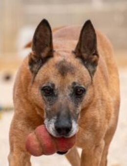 Baks Möchte seine Pension genießen 💚 - München