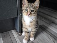 Kittys suchen neues zuhause - Duisburg