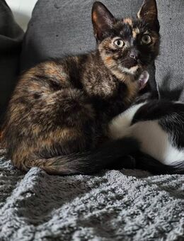 Süsse Katzenbabys - Villingen-Schwenningen