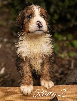 Bernersennen Bernhardiner Mix Welpen - Vierlinden