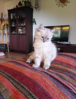 Perser Mix Langhaar, Whiskas Kitten - Dunningen