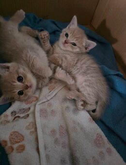 Bkh Kitten suchen - Vechelde