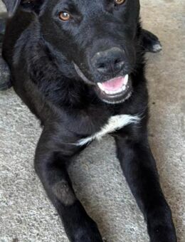 Sportliche Mary sucht ein Zuhause - Enger (Widukindstadt)