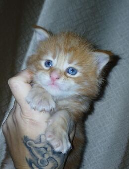 Xxl maine coon kitten reinrassig - Bad Kissingen