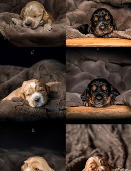 Englisch Cocker Spaniel Welpen - Düsseldorf