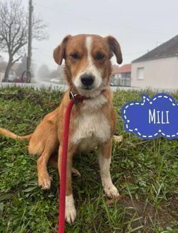 Mili ein kleiner toller Kerlchen - Flörsheim-Dalsheim