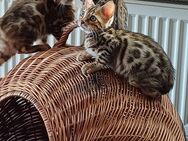 Reinrassige Bengal kitten vier Jungen und ein Mädchen. - Wetzlar