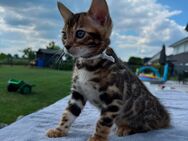 2 Bengalkitten (m&w) mit Stammbaum suchen Traumzuhause - Linsburg