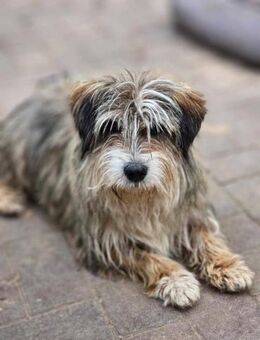 Süßer Wuschelhund Findus - 30cm - Siggelkow