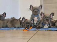 Französische Bulldoggenwelpen mit Herz und Charakter suchen liebevolles Für-immer-Zuhause - Hannover