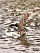 Landingpage-Texter textet Landingpages und LP-Einstiege in 10405