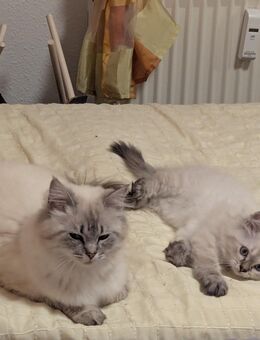 Ragdoll/ Heilige Birma Mix - Dresden