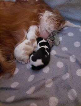 Cavalier king charles welpen - Steinberg (Sachsen)