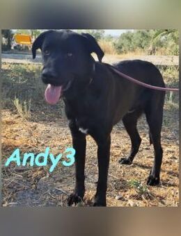 Andy3 sucht seine Menschen 10/24 ESP - Ruppertsecken