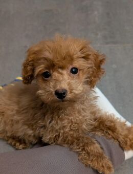 Maltipoo Welpe - Recklinghausen Zentrum
