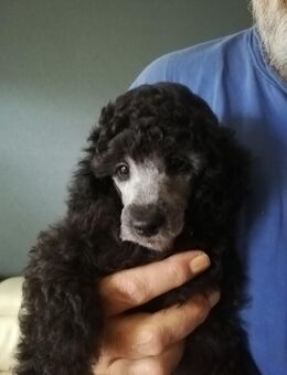 Reinrassige Zwergpudel /Kleinpudel - Erwitte