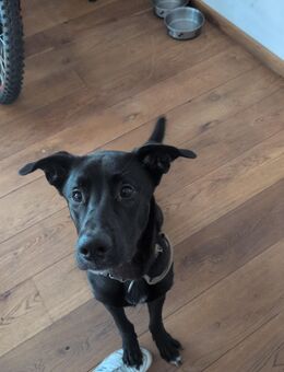 Mischlings Hund - Haldensleben Zentrum