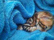 Bengal kitten zu verkaufen - Siegen (Universitätsstadt)