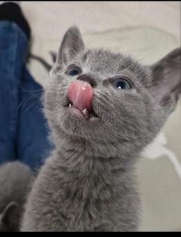 Russisch blau kitten mit Stammbaum - Hannover