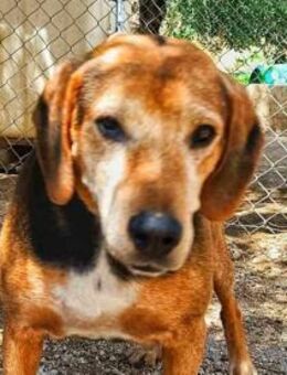 Vermittlungshilfe! Senior Dennis - Oberhausen