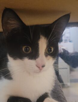 3 Katzenmädchen suchen ein zu Hause - Dresden