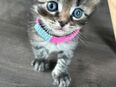 Britisch Kurzhaar Mischlingskatzen bkh Kitten Kätzchen in 67680