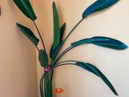 Pflanze 🌱 Paradiesvogelblume (Strelitzia) H 120 cm - Stuttgart