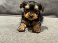 Yorkshire Terrier Welpen - Gersau